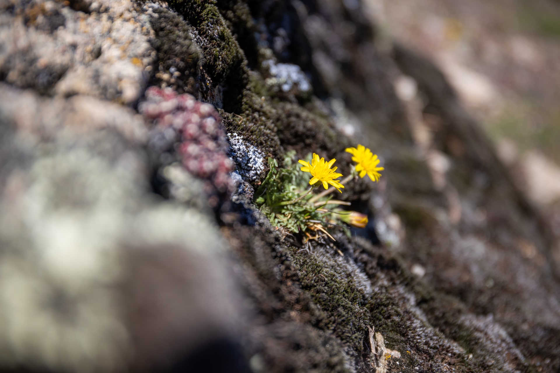 Escalade en grande voie – Image 9