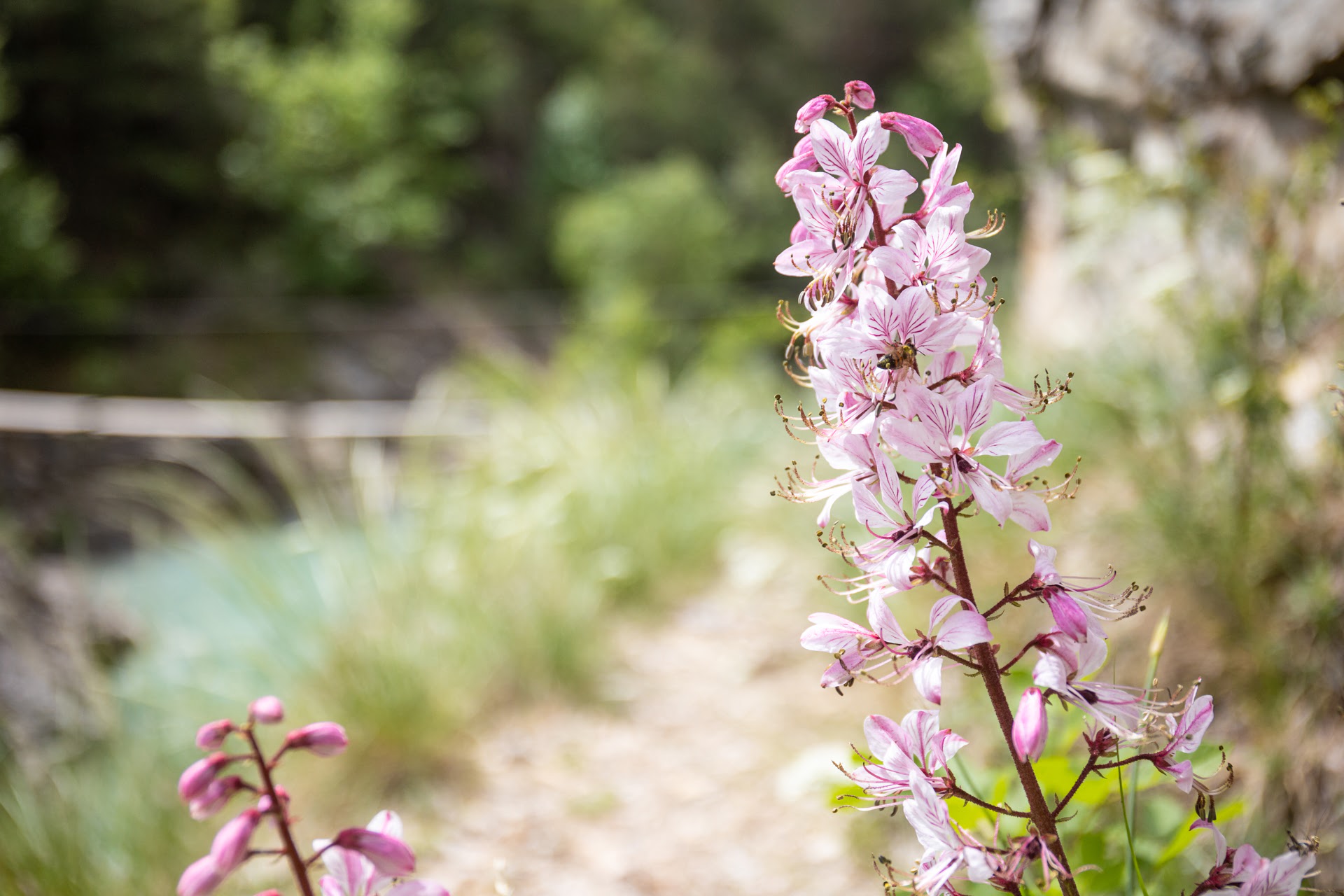 Gorges de la Durance sport – Image 10